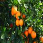 Exportateur d'oranges Maroc 