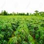 planteur de manioc 
