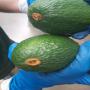 Avocat 3000t en frego