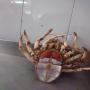 caviar crab 