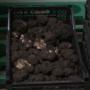Truffes Aestivum 