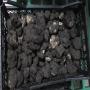 Truffes Aestivum 