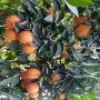 oranges