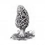 Recherche fournisseurs de morilles