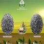Export de chunmee et gunpowder Offre d'usine