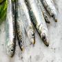 sardine congele export