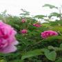hydrolat de rose de damas 