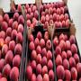pommes red jonaprince 22 Tonnes / Pologne 