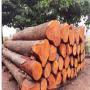 Mahogany timber for sale worldwide from Cameroon.