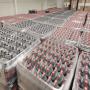 Coca cola Polonais 1.5L avec autocollant fran&ccedil;ais