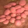 Pomme de terre