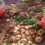 Pomme de terre