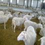 moutons et agneaux d'assaf