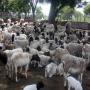 moutons dorper