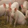 porcs d'élevage et d'abattage edelschwein alleman