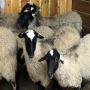 moutons et agneaux romanov