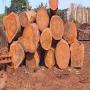 Les bois sapelli, etc, &agrave; vendre.