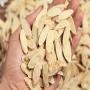 Producteur exportateur de plantes m&eacute;dicinales bio