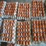 exportateur d'oeufs et poules