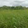 PARCELLE AGRİCOLE NON PLANTE EN VENTE 