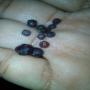 Rubis en vente