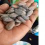 vente de cacao du Nord Kivu en RDC