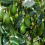 Fruit Avocat