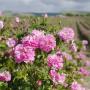 Huiles essentielles rose damascena BULGARE 