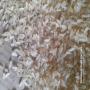 VENTE: 50 000 TONNES DE RIZ INDIEN 100% BRISES