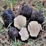 bulgarian fresh truffles