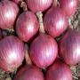 Ognion rouge