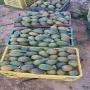 figues de barbarie