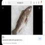 cherche poisson ouest Afrique