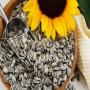 Achat de graines de tournesol