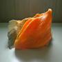 Recherche corps de saumon, sprats et harengs 