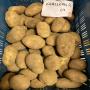 POMMES DE TERRE- OIGNONS. 