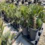 palmiers chamaerops humilis var. cerifera