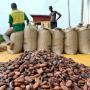 FÈVE DE CACAO 