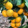 CLEMENTINE  SAISON 21/22