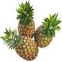 ANANAS du B&eacute;nin