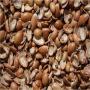 Biomass Supplier and Exporter