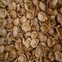 Almond shells Biomass supplier