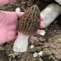 grande offre de morilles