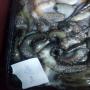 Octopus Vulgaris  POULPE 