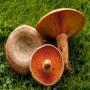 lactarius delicious (lactaire délicieuse)