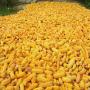 yellow and white maize ready for sale