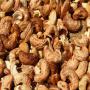 cashew nuts