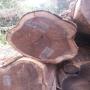 vente des bois tropicaux (en grumes et sciés)
