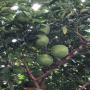 45 tonnes des citrons verts &agrave; vendre