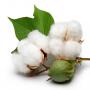 cotton seed,  graine de coton